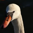 Cygne