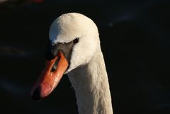 Cygne