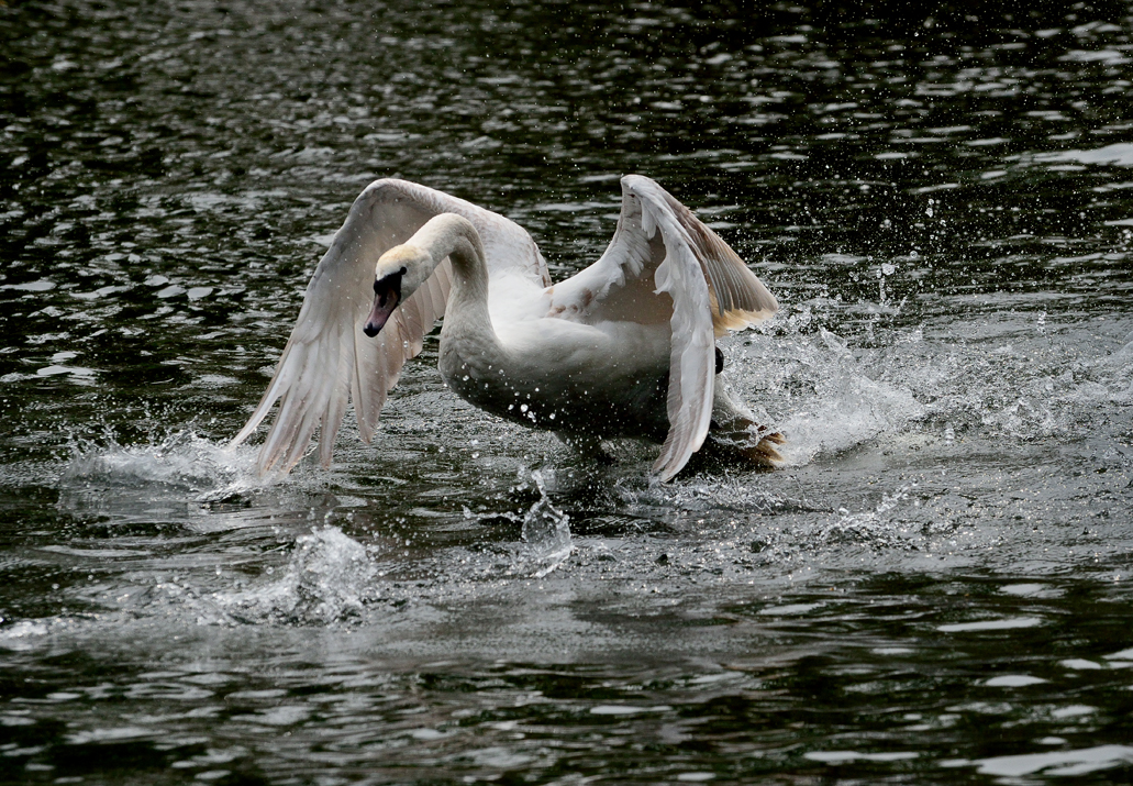 CYGNE.................:))