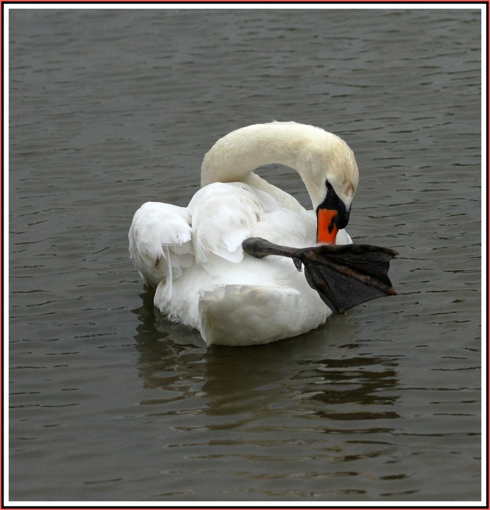 Cygne célibataire - Lac de St sur Nivelle 64