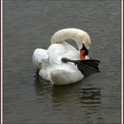 Cygne célibataire - Lac de St sur Nivelle 64