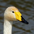 Cygne Chanteur