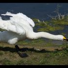 Cygne chanteur (2)