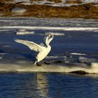 " Cygne chanteur "