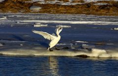 " Cygne chanteur "