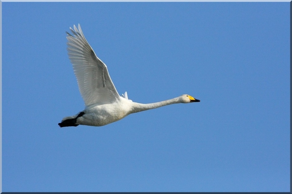 Cygne Chanteur