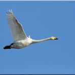 Cygne Chanteur