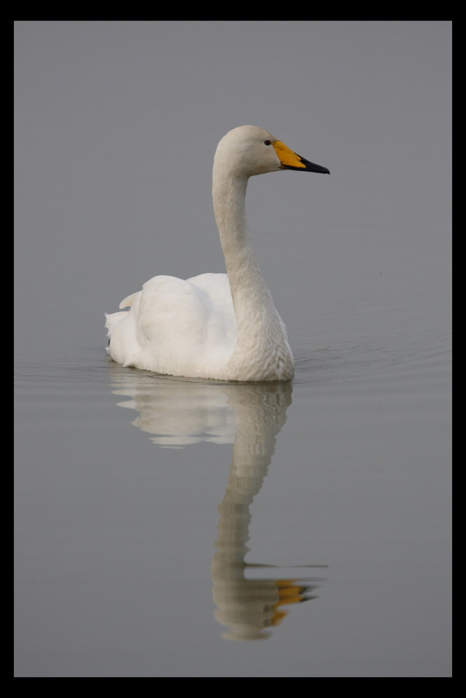 Cygne chanteur