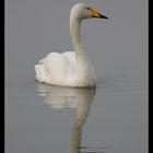 Cygne chanteur