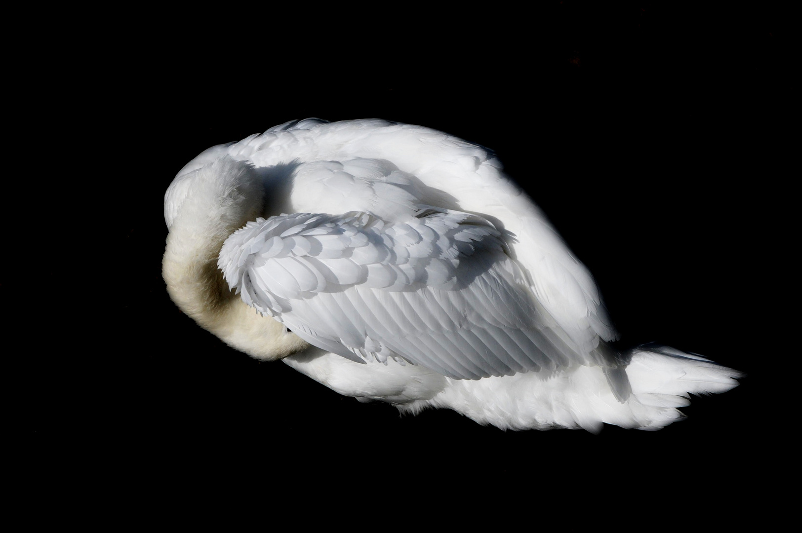 Cygne contorsionniste.