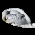 Cygne contorsionniste.