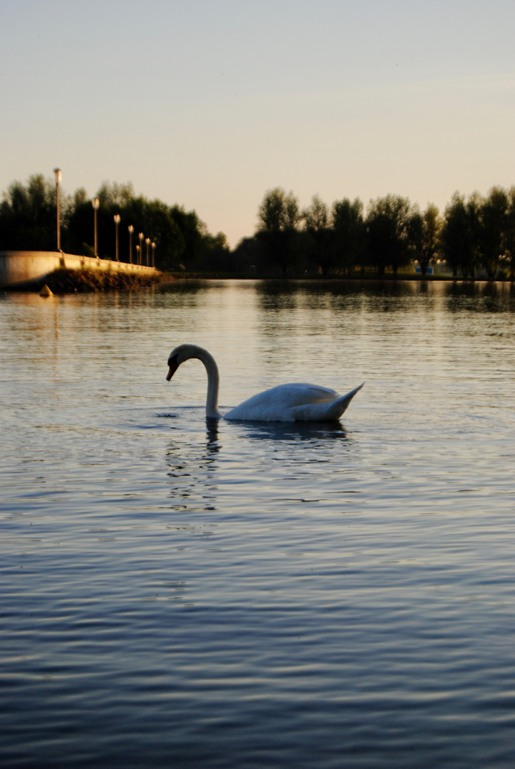 Cygne