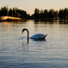 Cygne