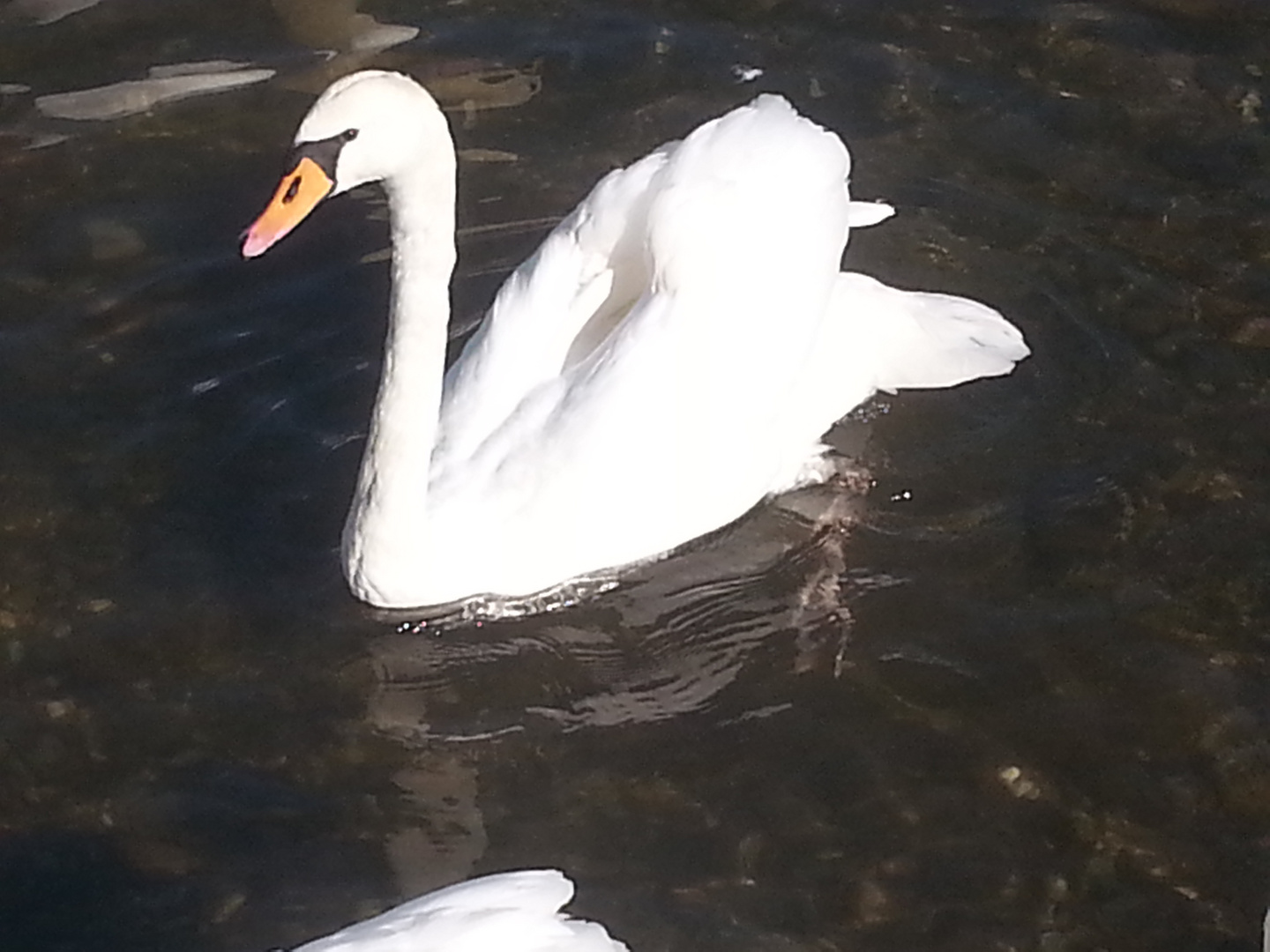 cygne dans toute sa splendeur...