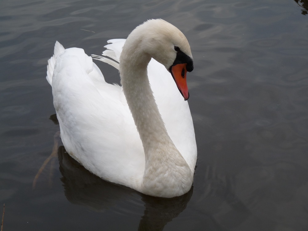 cygne de bailly