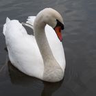 cygne de bailly