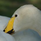 Cygne de Bewick