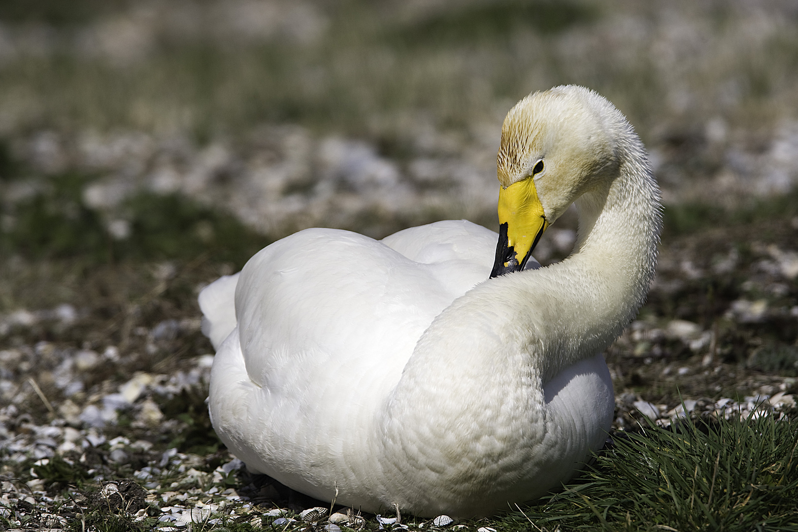  Cygne de Bewick    (   Repos  )