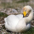  Cygne de Bewick    (   Repos  )