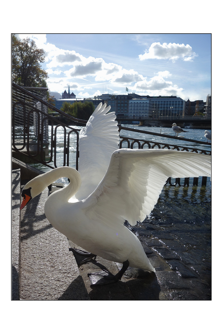 Cygne de Genève