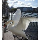 Cygne de Genève