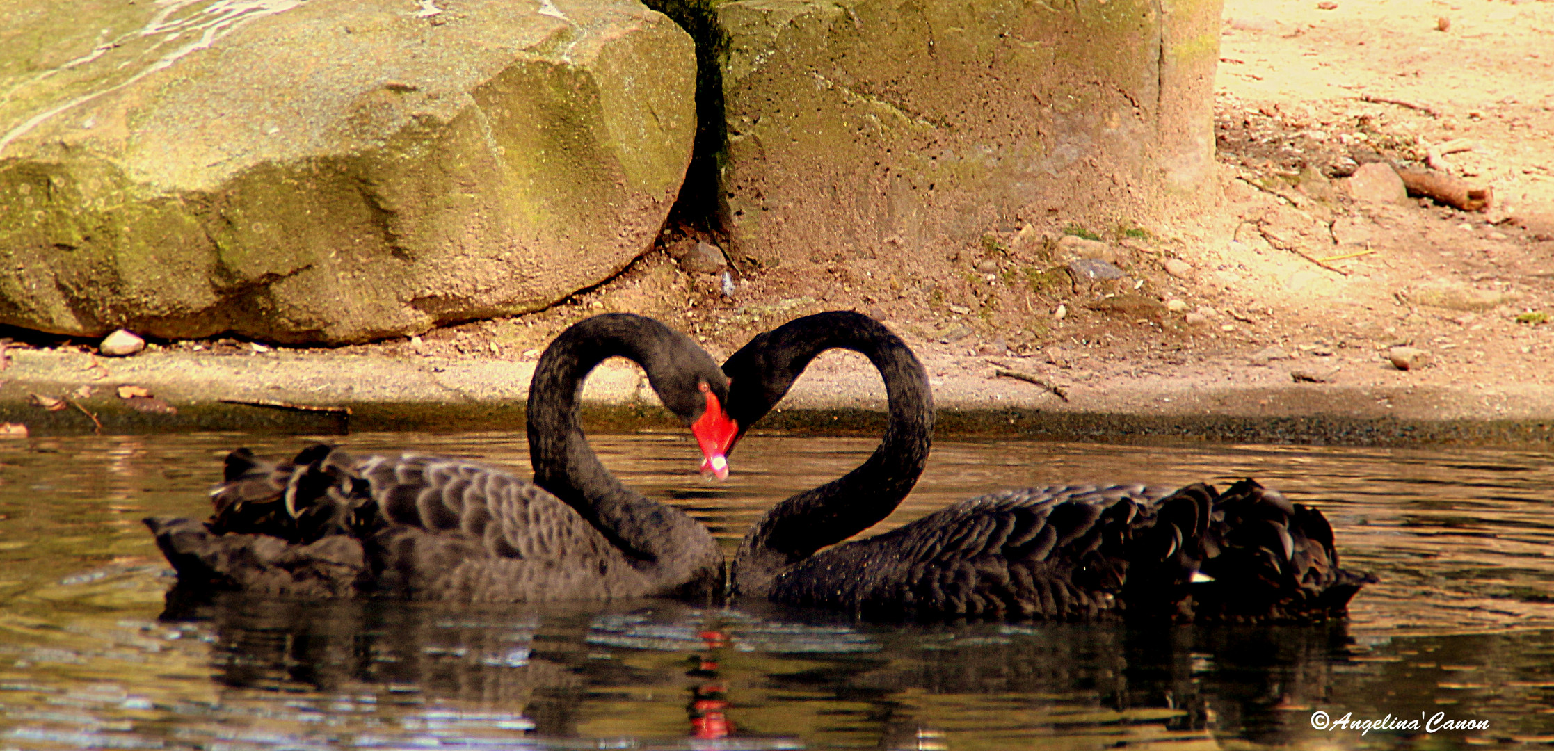 Cygne de l' amour