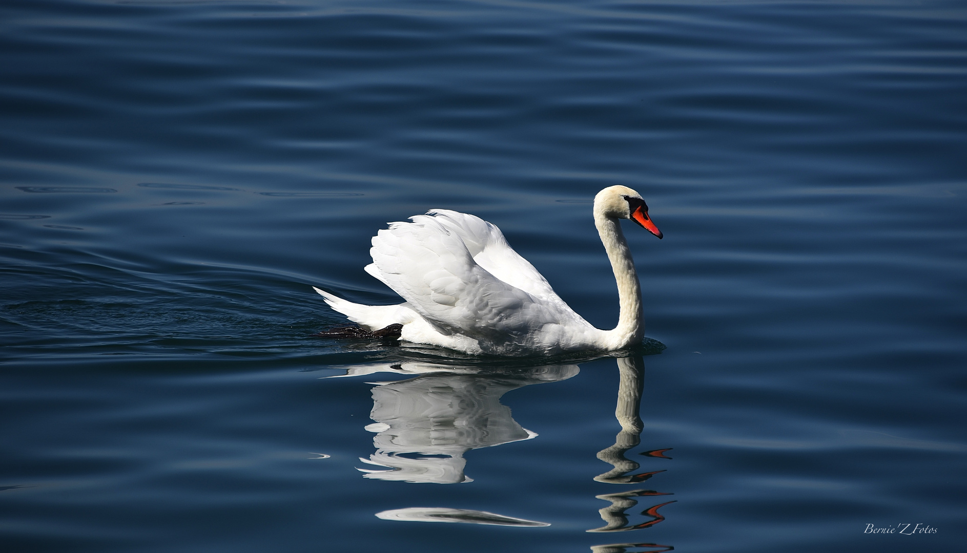 Cygne de la nature