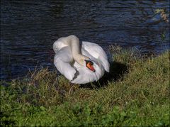 Cygne de la rivière