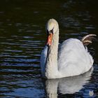 Cygne 