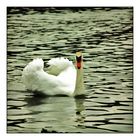 cygne