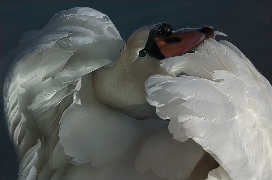 Cygne d'eau