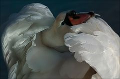 Cygne d'eau