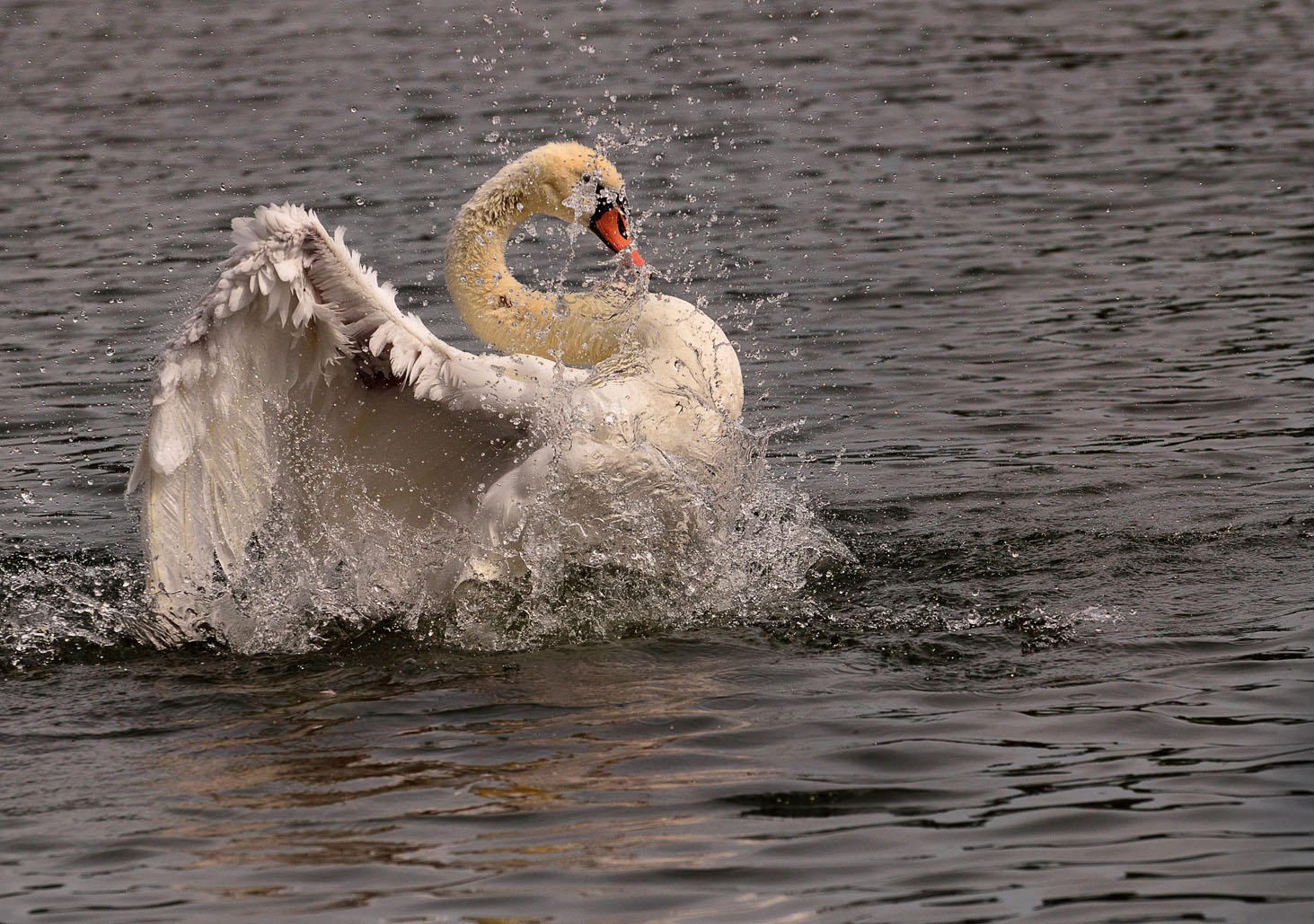 CYGNE................:))