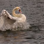 CYGNE................:))