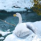  Cygne du bassin 