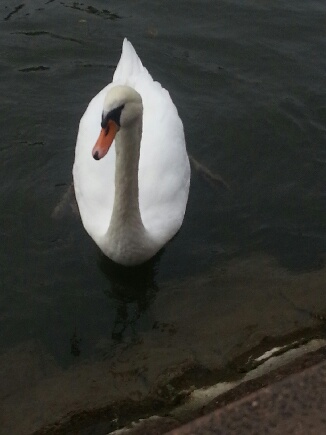 Cygne du jour bon jour !