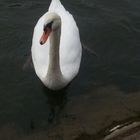 Cygne du jour bon jour !