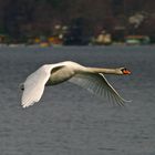 Cygne du Léman