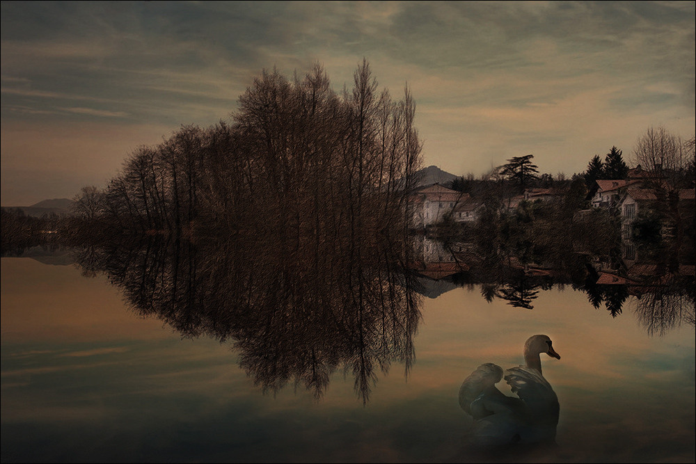 Cygne du Printemps