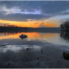 Cygne d'une Relaxation....