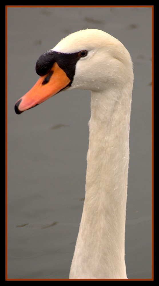 Cygne