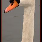 Cygne