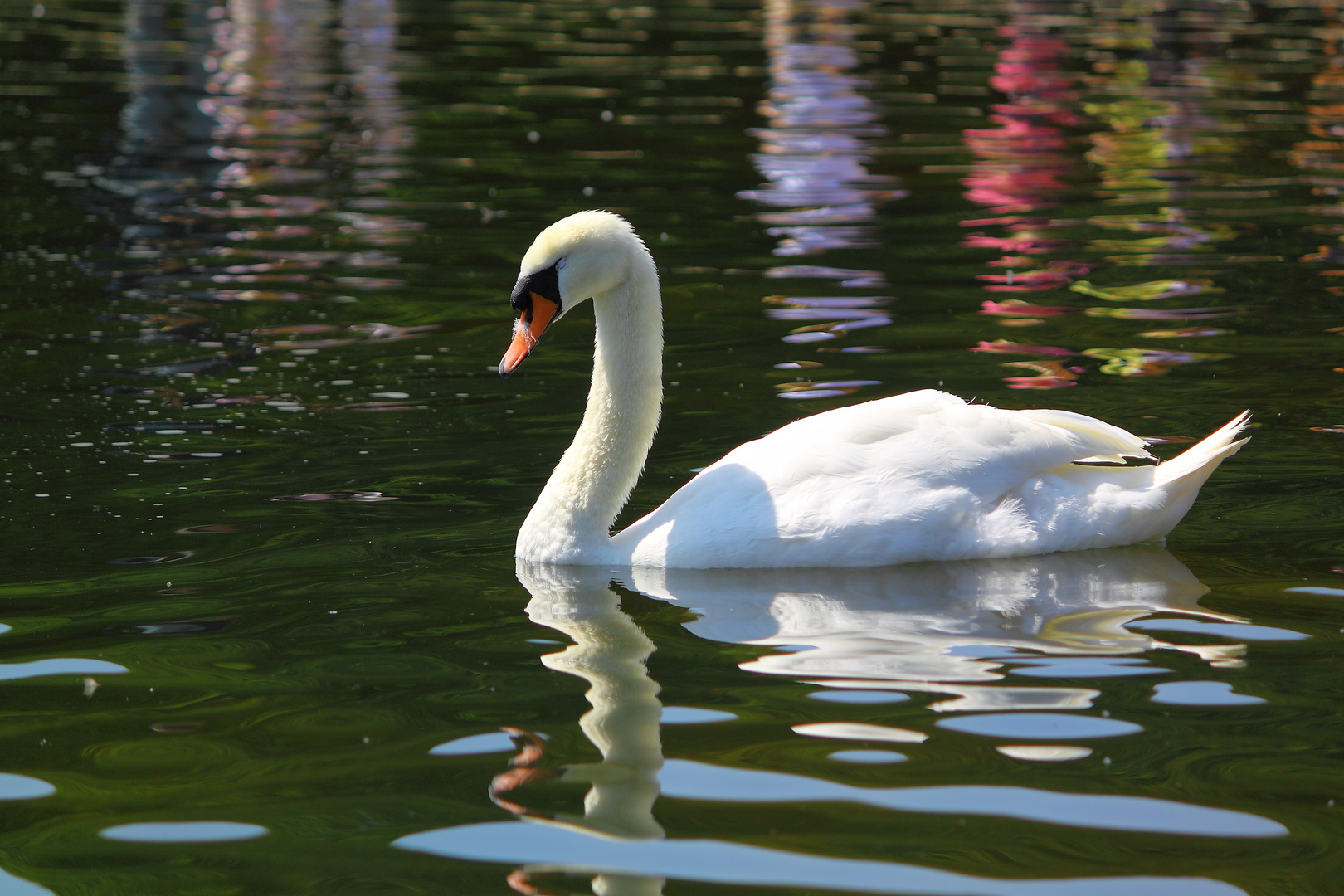 cygne