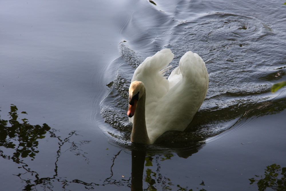 cygne