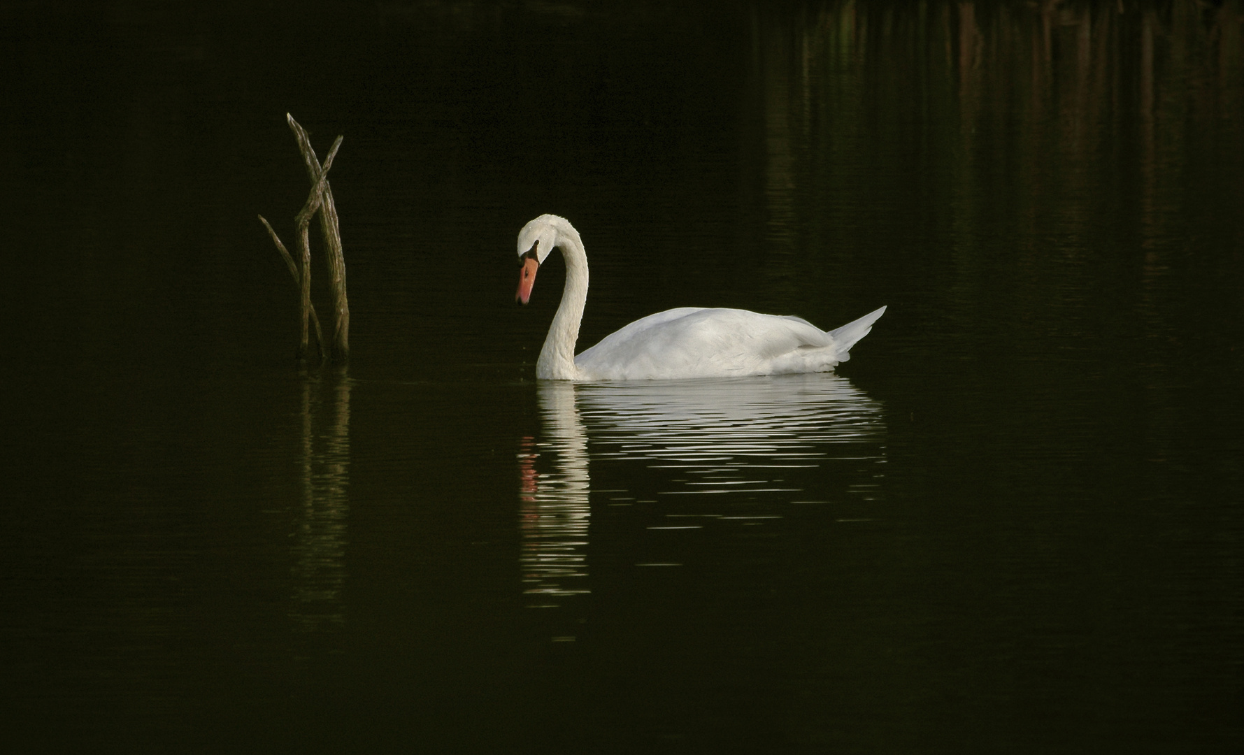 cygne eau