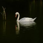 cygne eau