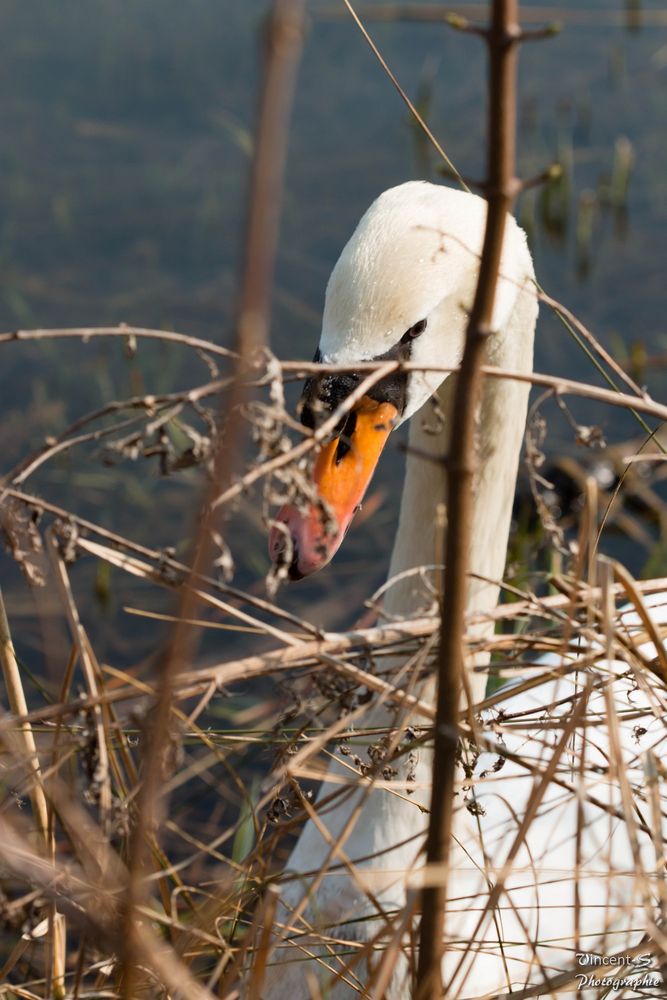 Cygne