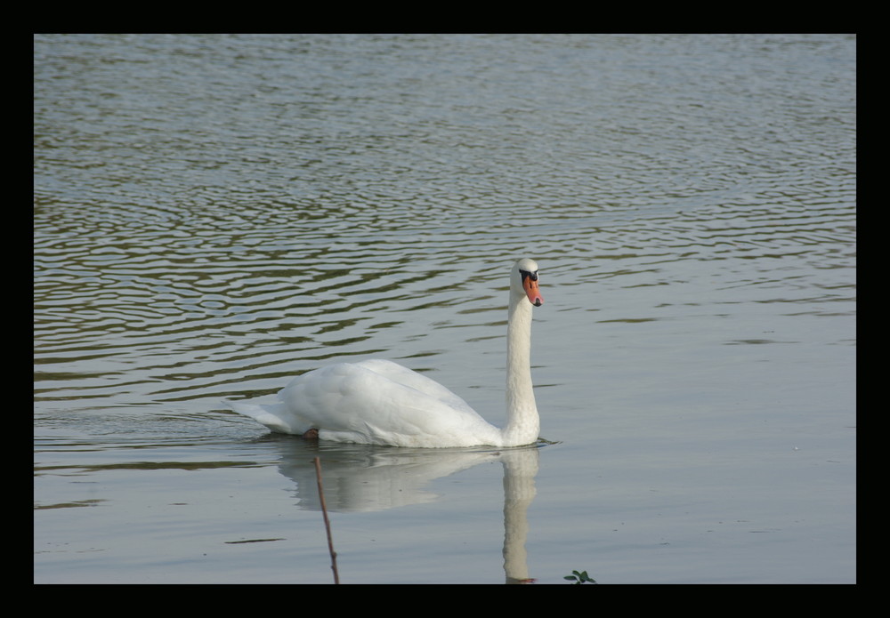 Cygne en balade