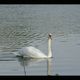 Cygne en balade