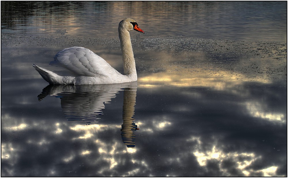 Cygne en balade